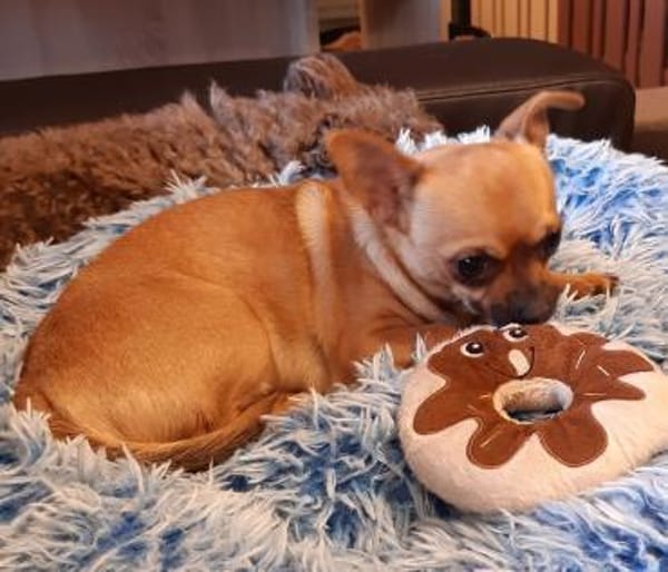 Tango in 27478 Cuxhaven #