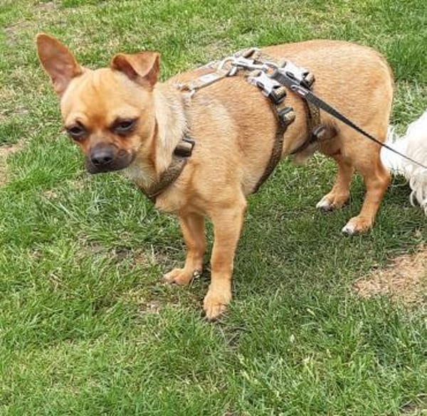 Tango in 27478 Cuxhaven #