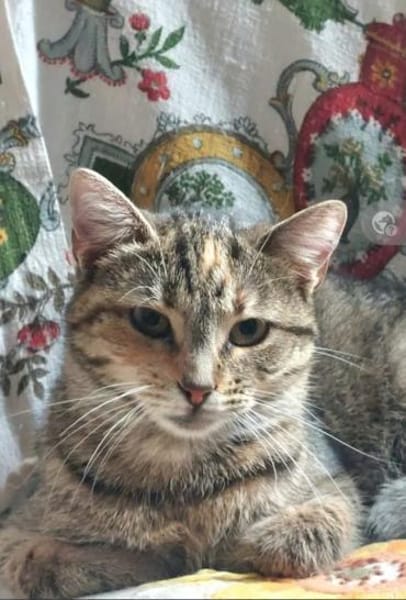 Nina - Freundliches Tigermädel