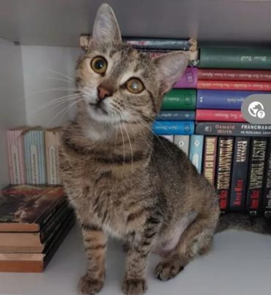 Nina - Freundliches Tigermädel