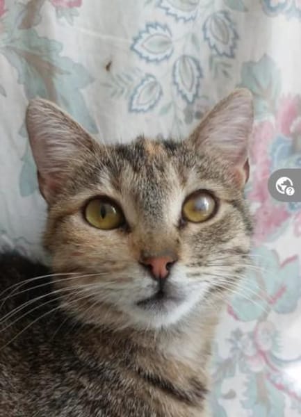 Nina - Freundliches Tigermädel