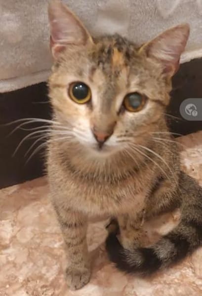 Nina - Freundliches Tigermädel