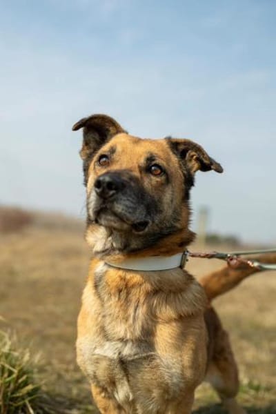 Papesz, menschenbezogener Begleiter, 8J