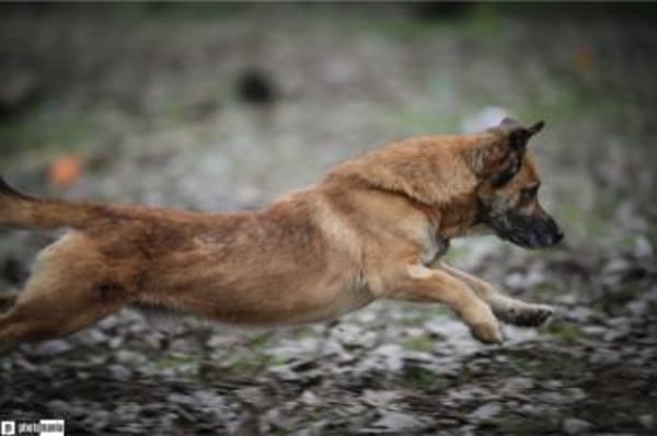 Papesz, menschenbezogener Begleiter, 8J