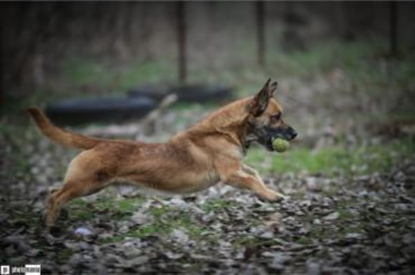 Papesz, menschenbezogener Begleiter, 8J