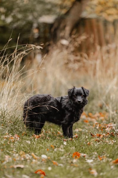 Mogli möchte dein Leben versüßen