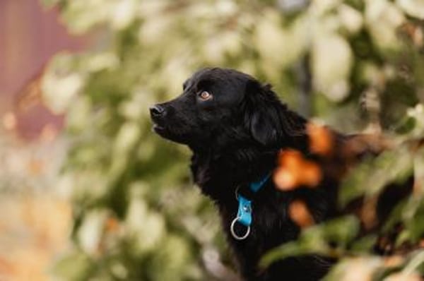 Mogli möchte dein Leben versüßen