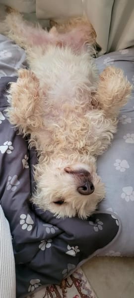 Jerry sucht dringend neues zu Hause