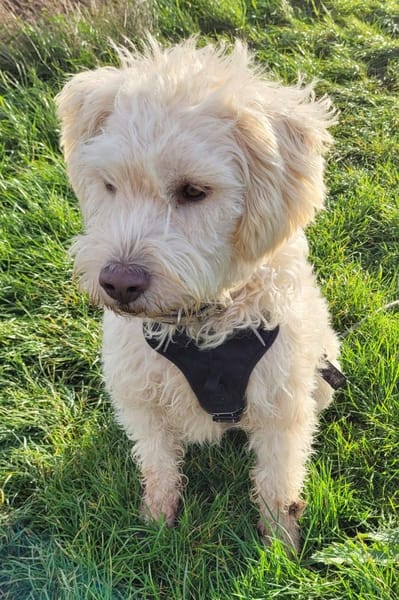 Jerry sucht dringend neues zu Hause