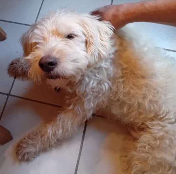 Jerry sucht dringend neues zu Hause