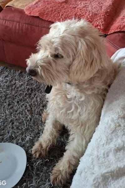 Jerry sucht dringend neues zu Hause