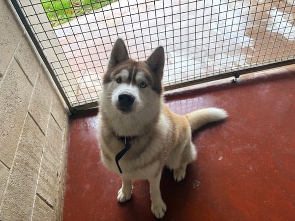 Winsmoke dit Wiwi PAA23083