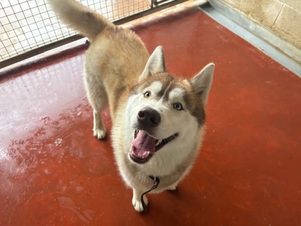 Winsmoke dit Wiwi PAA23083