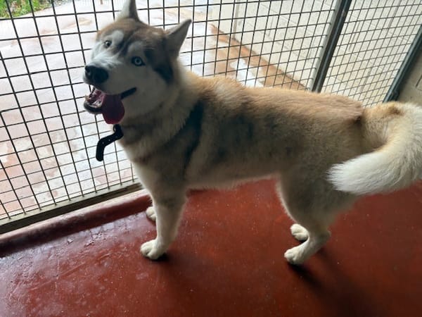 Winsmoke dit Wiwi PAA23083