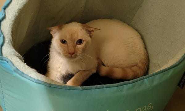 MICHELANGELO PAB28072