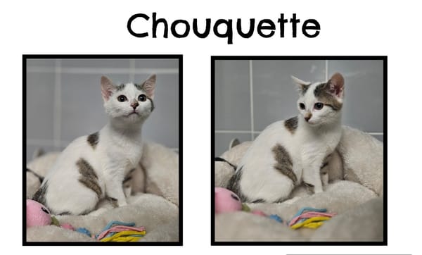 Chouquette réservée