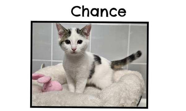 CHANCE(Réservée)