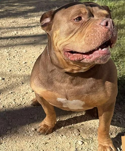 Simba bully