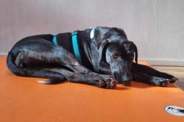 DILAY * sanfte Hündin mit großem Herzen