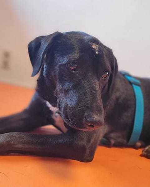 DILAY * sanfte Hündin mit großem Herzen