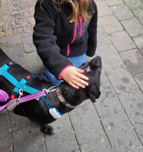 DILAY * sanfte Hündin mit großem Herzen