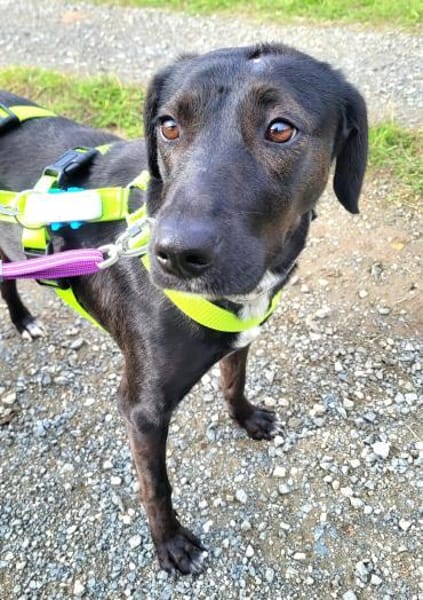 DILAY * sanfte Hündin mit großem Herzen