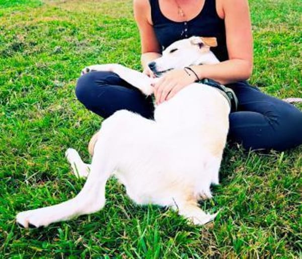 Kleiner Hundejunge sucht...