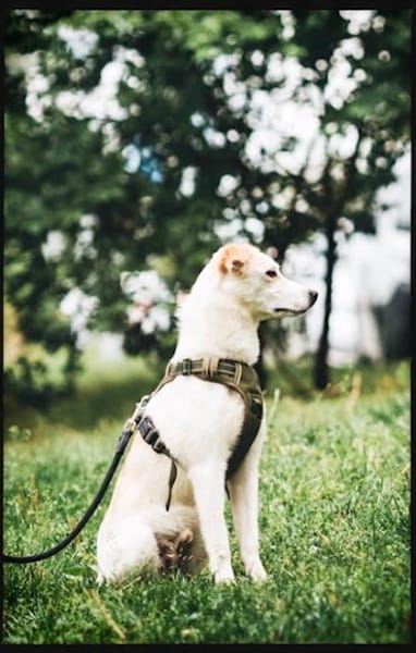 Kleiner Hundejunge sucht...