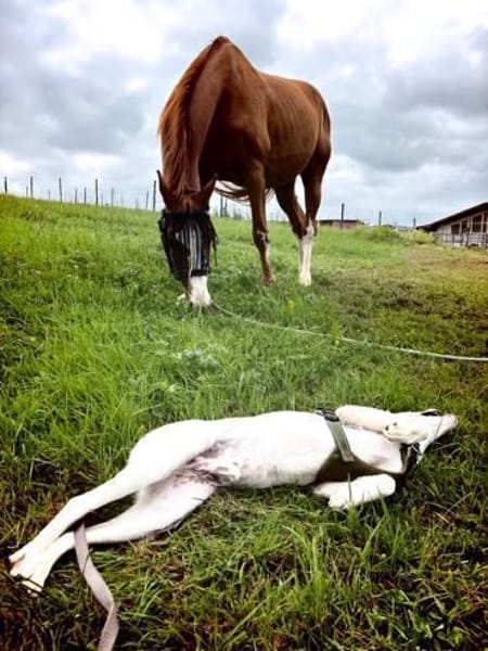 Kleiner Hundejunge sucht...