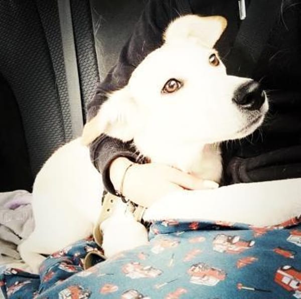 Kleiner Hundejunge sucht...