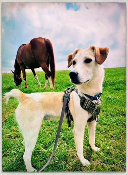 Kleiner Hundejunge sucht...