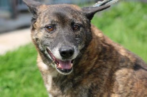 Leon -❤❤❤❤verschmuster, lieber Kerl