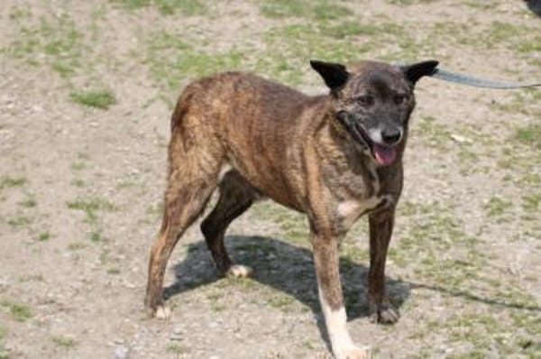 Leon -❤❤❤❤verschmuster, lieber Kerl