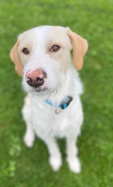 Pippo sucht sein Für-Immer-Körbchen