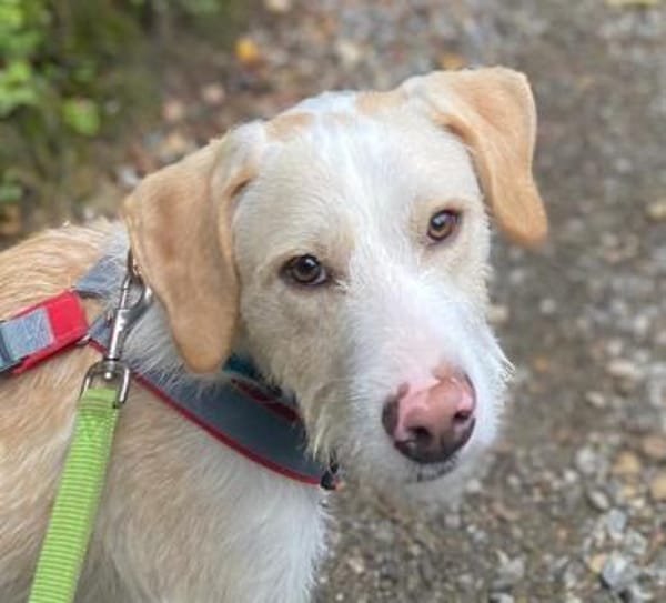 Pippo sucht sein Für-Immer-Körbchen