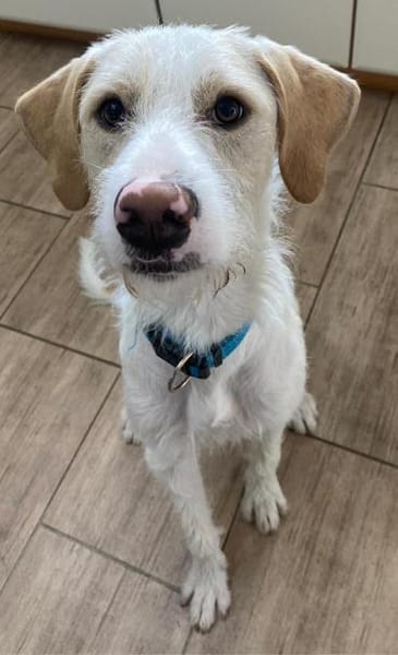 Pippo sucht sein Für-Immer-Körbchen