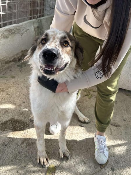 Gute-Laune-Hund 🐾❤ PIPPIN