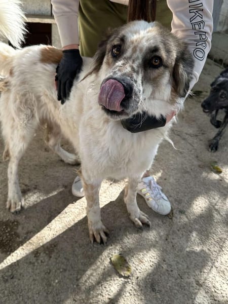 Gute-Laune-Hund 🐾❤ PIPPIN