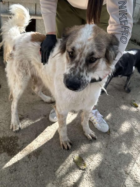 Gute-Laune-Hund 🐾❤ PIPPIN