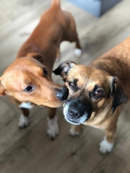 Raya ❤Pflegefamilie 27252 Schwaförden