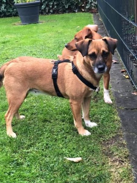 Raya ❤Pflegefamilie 27252 Schwaförden