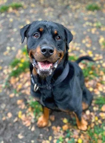 Rocky - souverän&selbstsicher