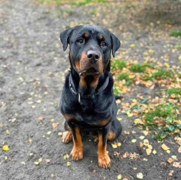 Rocky - souverän&selbstsicher