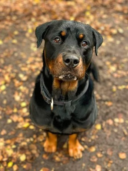 Rocky - souverän&selbstsicher