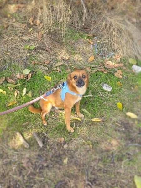 Bambi ein tolles Mädchen