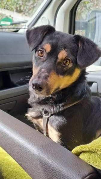 Kleine liebe Keeley sucht ihr Zuhause