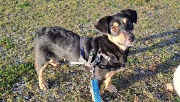 Kleine liebe Keeley sucht ihr Zuhause