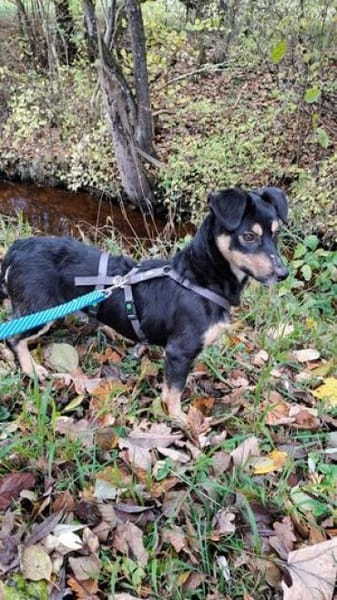 Kleine liebe Keeley sucht ihr Zuhause