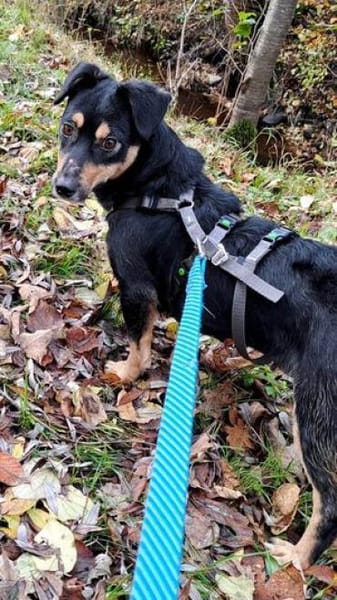 Kleine liebe Keeley sucht ihr Zuhause