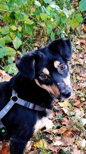 Kleine liebe Keeley sucht ihr Zuhause